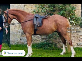 Stunning gelding