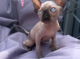 1 stunning boy available