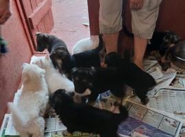 Stunning KC reg German Shepherd pups