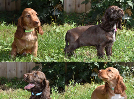 Ready Now Kc Reg Show Type Cocker Spaniel