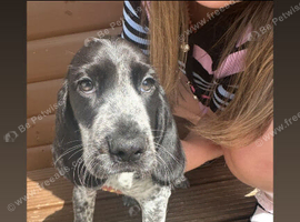 Beaglier puppies 3 LEFT