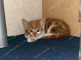 Orange tabby male