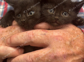 Kittens for sale