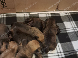 Toy poodle cross bull terrier