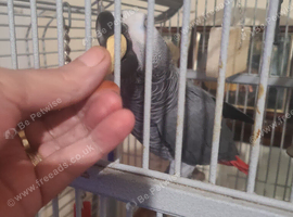 African grey parrot 6yr