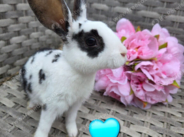 Baby mini rex bunnies ready to leave now