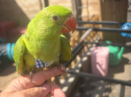 4 handreared Ringnecks