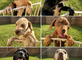 Beautiful 5-Month-Old Puppies Looking for Their Forever Homes