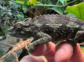 Pair of Jackson xantholophus chameleons
