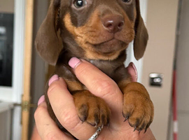 Mini dachshund puppy