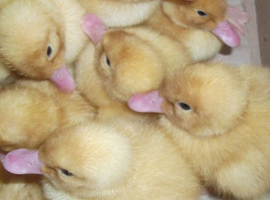 Cherry Valley Duck Eggs