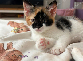 Gorgeous calico kitten ready now