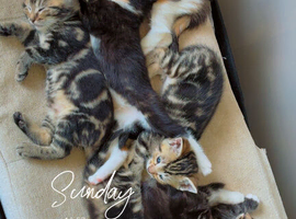 4 stunning kittens 2medium coats 2 short