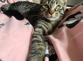 LAST MALE MAINE COON X KITTEN LEFT!