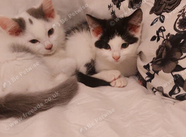 Two kittens, one male and one female, mixed breed.