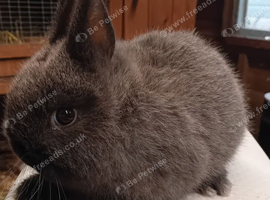 2 Baby Netherlands available