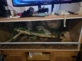 Sunglow Boa constrictor Imperator