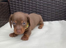 Mini Dachshund puppies