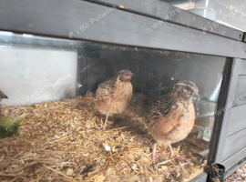 MALE Japanese Coturnix quail. Jumbo