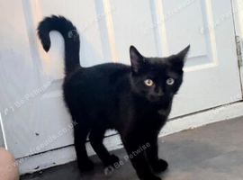 2 cats for loving home