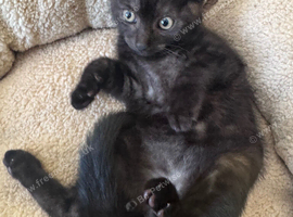 Gorgeous kittens