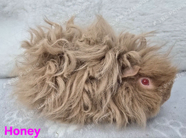 2 Lunkarya Sows