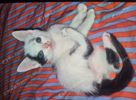 Kittens 1 little boy ready for a new home