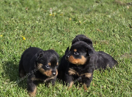 Female german Rottweiler pups