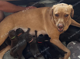 Labrador retriever puppies