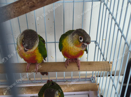 3 yound birds available