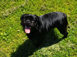 Beauty needing a home