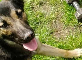 Belgium sheperd girl 18 months old