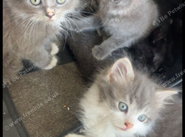 Stunning mixed litter of 11 boys and girls