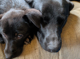 Cuddly Cuties