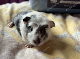 Two boar guinea pigs
