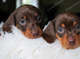Adorable Miniature Dachshund Pups