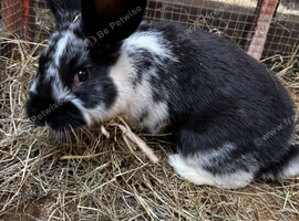 Baby rabbits
