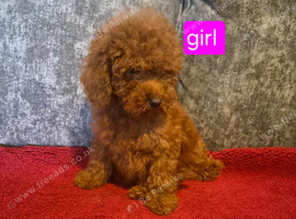 Miniature Poodle puppies