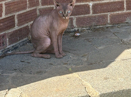 Sphinx cat
