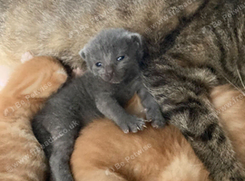 8 week old kittens