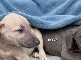 Beddlington whippet saluki greyhound puppy's