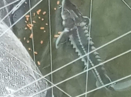 7-8" Diamond back Sturgeon read description