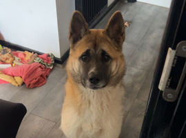 American Akita