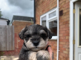 Champion imported line miniature schnauzer puppies