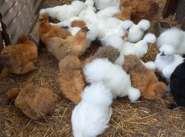Silkie pullets 16to18 weeks