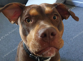 Urgent rehome