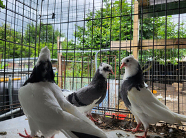 Iranian pigeons