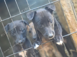 1/4 Whippets