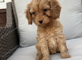 Cavapoo girl ready 24th July