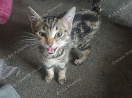 Kittens